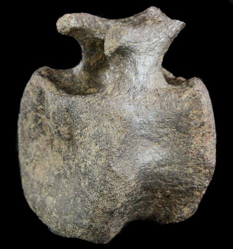 Edmontosaurus (Duck-Billed Dinosaur) Caudal Vertebrae #51068